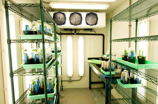 Illustration for article titled Emory Aphids